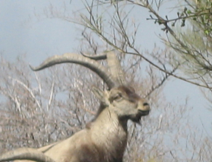 cabra hispánica, cabra ibérica, gredos, nava del barco, camisetas serigrafía,