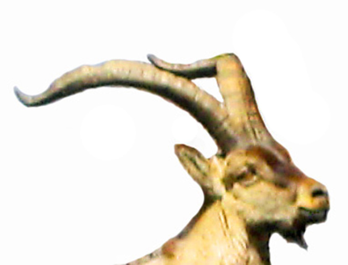 cabra hispánica, cabra ibérica, gredos, nava del barco, camisetas serigrafía,