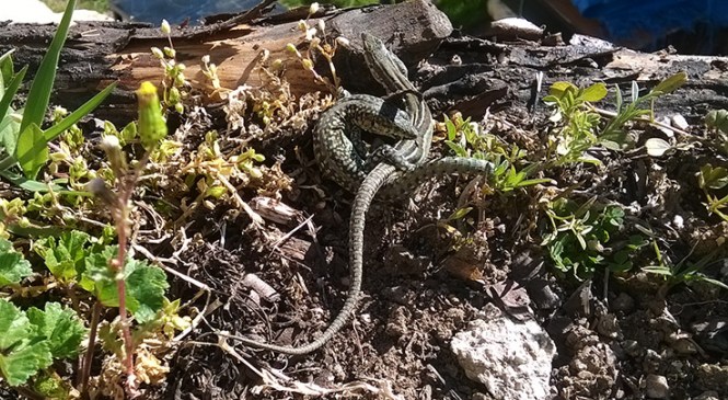 lagartijas y primavera