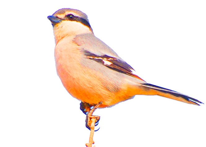 pajarillo 2 saturado, jesús garcía jiménez, grabado, técnicas de grabado, artes finales para grabado, artes gráficas