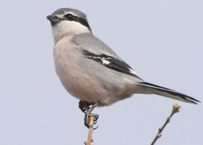 pajarillo 2, jesús garcía jiménez, grabado, técnicas de grabado, artes finales para grabado, artes gráficas